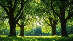 阳光洒落的静谧树林