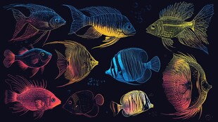 绚丽多彩的梦幻热带观赏鱼