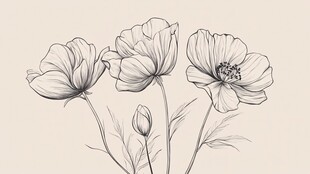 手绘罂粟花花卉线稿图