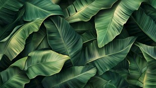 热带绿叶背景图