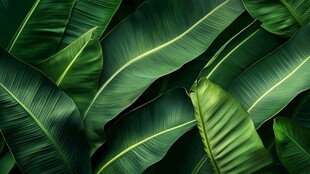 翠绿芭蕉叶的自然之美