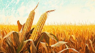 金黄玉米田中的丰收景象