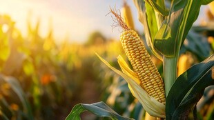 夕阳下饱满的金黄玉米