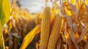 秋日金黄玉米丰收景象