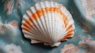 橙白扇贝 置于花卉布面