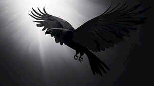 黑鸦展翅翱翔于暗空