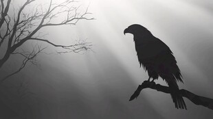 雾中孤鹰立枝剪影