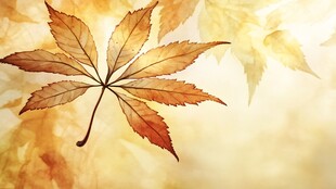 金黄秋叶 尽显秋日风情