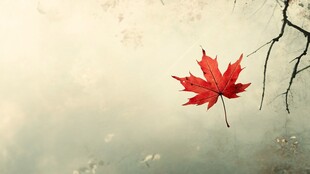 飘零红枫叶 秋日氛围感