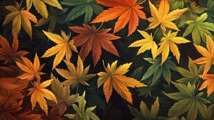 多彩枫叶绘就秋日美景