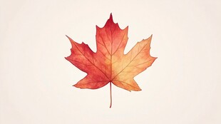 一片秋叶的静谧之美