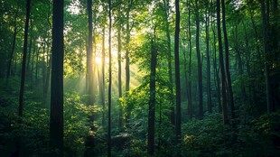 晨光洒入茂密森林美景