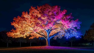 梦幻夜景下的多彩发光树