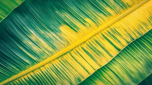 黄绿交织的芭蕉叶纹理