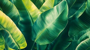 翠绿芭蕉叶的自然之美