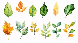 水彩绘多彩叶片集合
