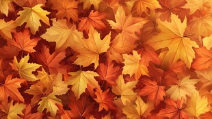 秋日枫叶美景图