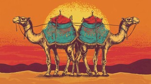 沙漠中的双驼与壮美夕阳