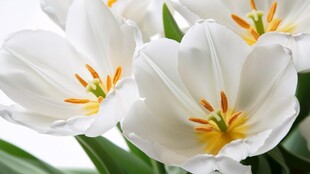 纯白郁金香绽放之美