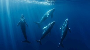 深海中悠游的壮丽鲸鱼群