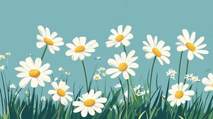 清新雏菊在草地间绽放