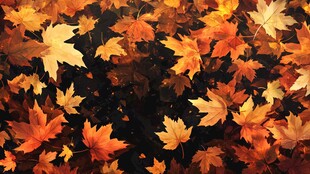 秋日枫叶铺展的绚烂美景