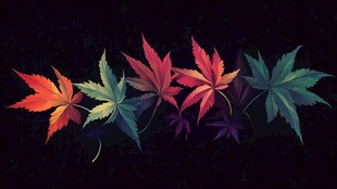 五彩枫叶的梦幻排列