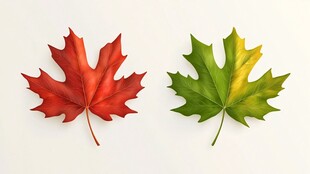 两片枫叶 红绿色彩的碰撞