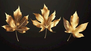 金色枫叶摆拍图