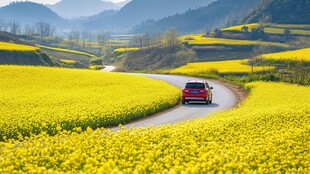 春日自驾行于油菜花海间