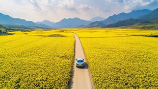 穿行金黄花海的惬意之旅