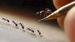 蚂蚁遇笔尖 微观奇妙景