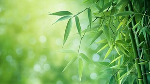 翠绿竹叶 清新自然景致