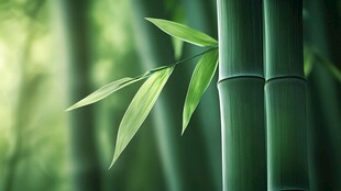 翠绿新竹 尽显自然生机