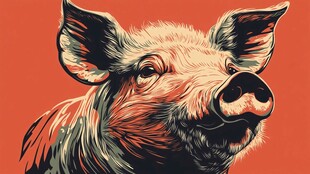 艺术风猪头插画