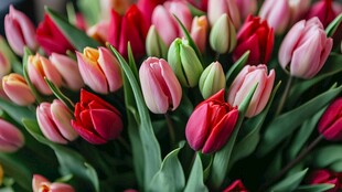 多彩郁金香花束绽放美丽