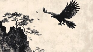 鹰翔山川间 松影伴翱翔