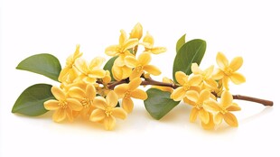 金黄芬芳桂花枝