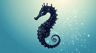 梦幻海马在蓝色海洋遨游