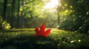 林间红枫 阳光洒落绿意间