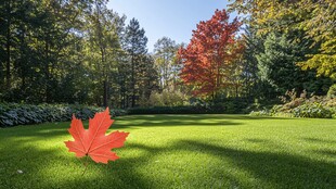 草坪上的艳丽红枫叶