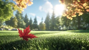 草地上的一片红枫叶