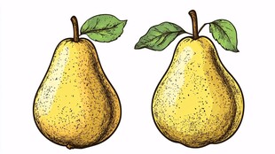 两个手绘黄梨带绿叶