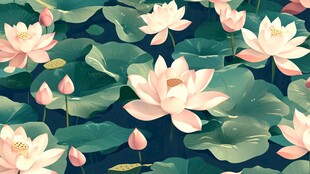 夏日荷塘 粉色荷花绽放