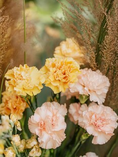 多彩康乃馨与芦苇的景致