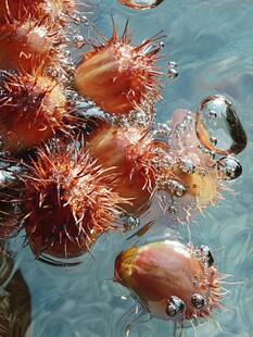 水中刺果 晶莹气泡环绕