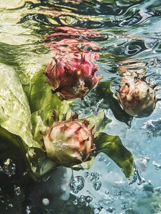 水中火龙果 清新自然画面