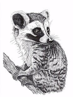 手绘浣熊坐于树枝间
