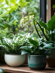 窗边绿植 清新自然小天地