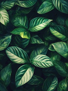 翠绿叶片的自然纹理之美